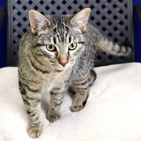 Miss Bacon, an adoptable Domestic Short Hair in Midland, TX, 79706 | Photo Image 2