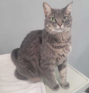 Scarlette was adopted as a very small kitten along with her sibling Tracy to a woman who cared deep