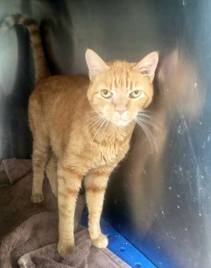 Meet Nina - A Resilient and Sweet Senior Orange Tabby Ready for a Peaceful Home Nina is a beautiful 
