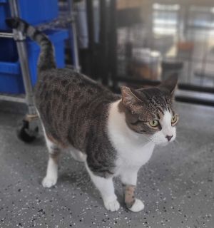 Meet Nick a 2-year-old brown and white tabby with a heart as big as his adorable eyes Nicks story