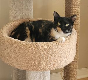 Cookie Domestic Short Hair Cat