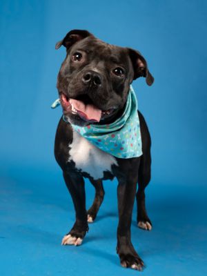 Hello wonderful humans Im Springy a 2-year-old 44-pound bundle of joy and energy dont let the