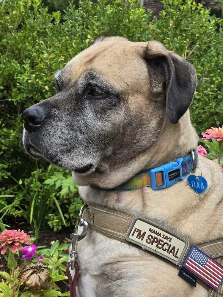 Brigitte, an adoptable Mastiff, Bullmastiff in Tulsa, OK, 74145 | Photo Image 1