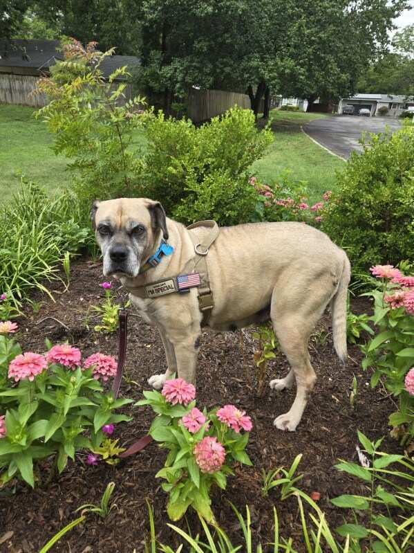 Brigitte, an adoptable Mastiff, Bullmastiff in Tulsa, OK, 74145 | Photo Image 2