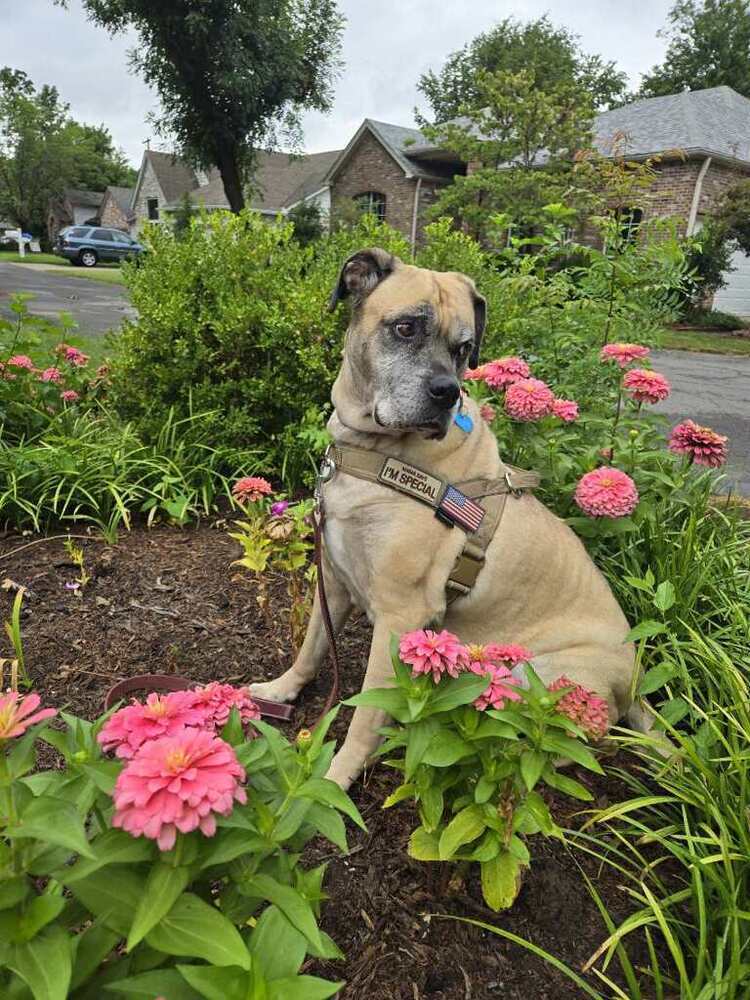 Brigitte, an adoptable Mastiff, Bullmastiff in Tulsa, OK, 74145 | Photo Image 4