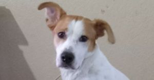 Catalina, Adult Female Labrador Retriever