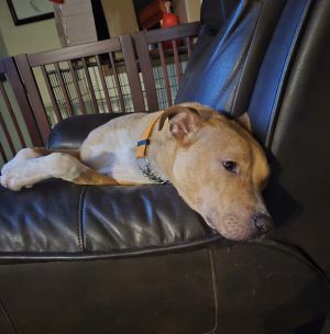 Boomer Jr, Young Male Boxer