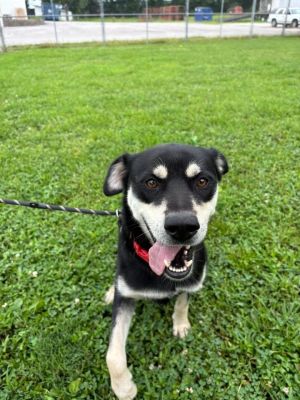 Oakley, Young Male Husky