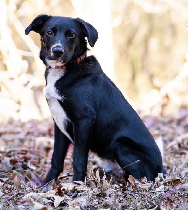 Dog for adoption Elkins, a Border Collie Mix in Blackwood, NJ Petfinder