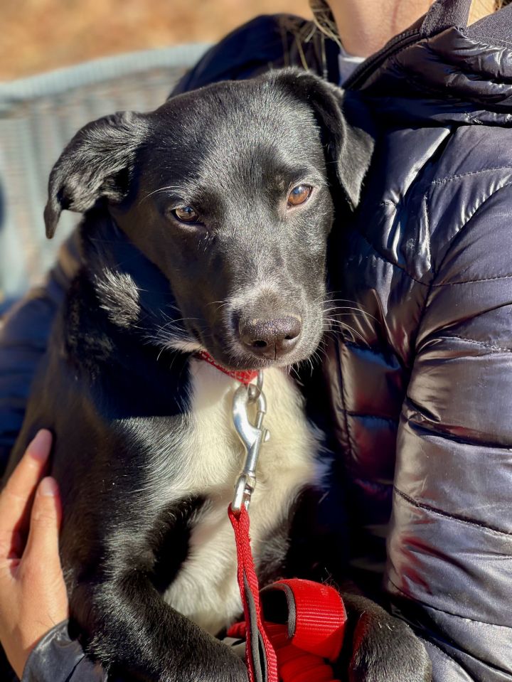 Dog for adoption Elkins, a Border Collie Mix in Blackwood, NJ Petfinder