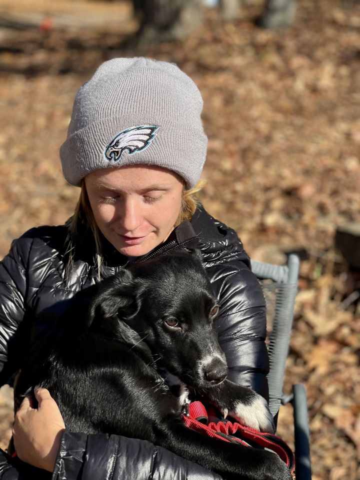 Dog for adoption Elkins, a Border Collie Mix in Blackwood, NJ Petfinder