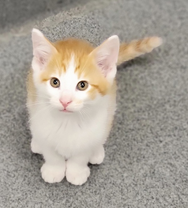 Cat for adoption Patrick Star, a Domestic Short Hair Mix in Sheboygan