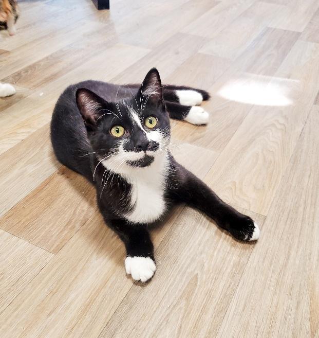Cat 25540 (Roxy), an adoptable Domestic Medium Hair in Parlier, CA, 93648 | Photo Image 1