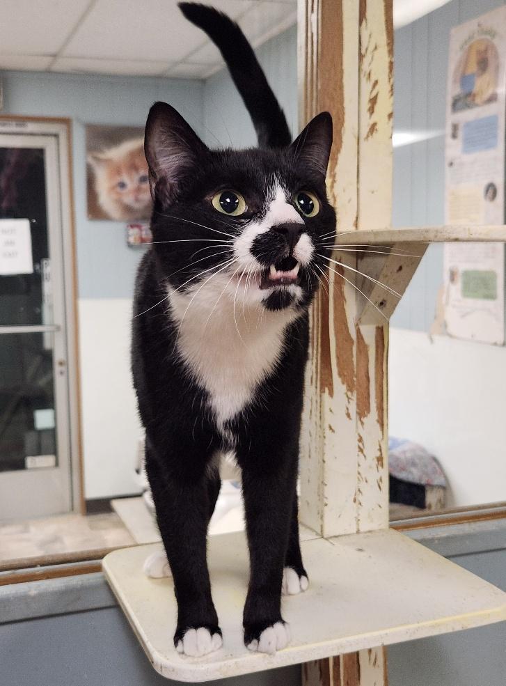 Cat 25540 (Roxy), an adoptable Domestic Medium Hair in Parlier, CA, 93648 | Photo Image 2