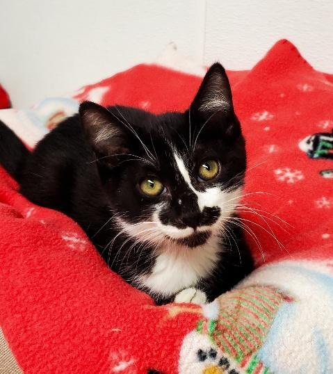 Cat 25540 (Roxy), an adoptable Domestic Medium Hair in Parlier, CA, 93648 | Photo Image 3