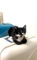 Cat 25540 (Roxy), an adoptable Domestic Medium Hair in Parlier, CA, 93648 | Photo Image 4