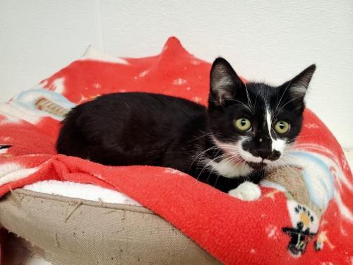 Cat 25540 (Roxy), an adoptable Domestic Medium Hair in Parlier, CA, 93648 | Photo Image 5