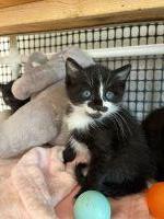 Cat 25540 (Roxy), an adoptable Domestic Medium Hair in Parlier, CA, 93648 | Photo Image 6