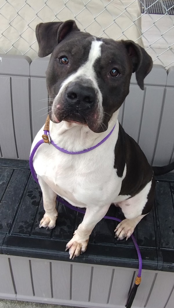 Bubba 42943, an adoptable Pit Bull Terrier, American Bulldog in Pocatello, ID, 83205 | Photo Image 1