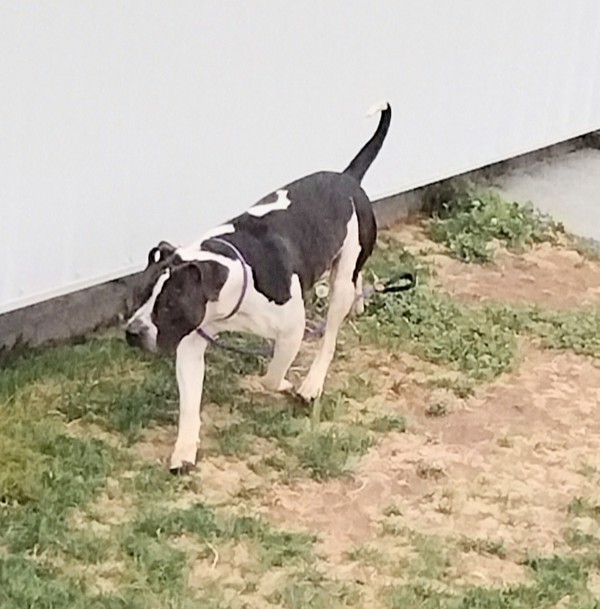 Bubba 42943, an adoptable Pit Bull Terrier, American Bulldog in Pocatello, ID, 83205 | Photo Image 2