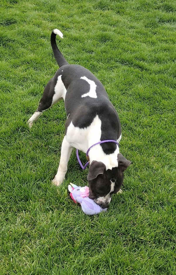 Bubba 42943, an adoptable Pit Bull Terrier, American Bulldog in Pocatello, ID, 83205 | Photo Image 3