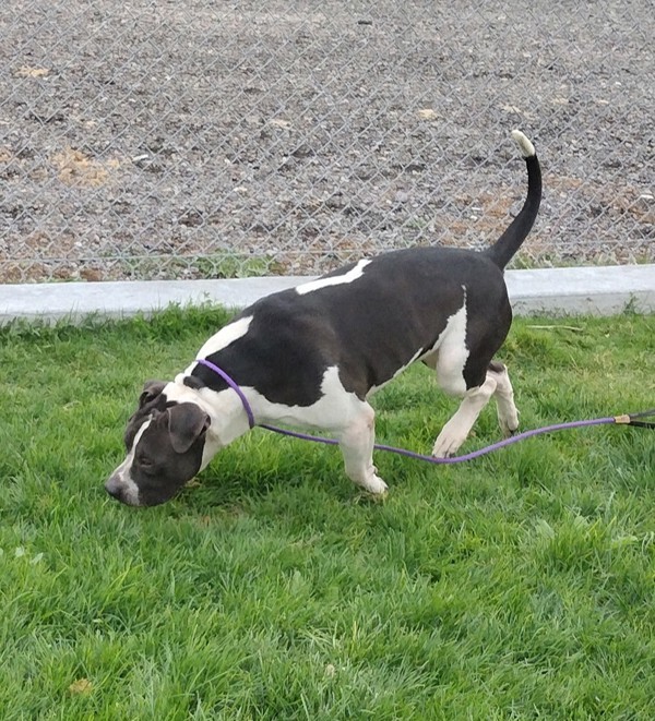 Bubba 42943, an adoptable Pit Bull Terrier, American Bulldog in Pocatello, ID, 83205 | Photo Image 4