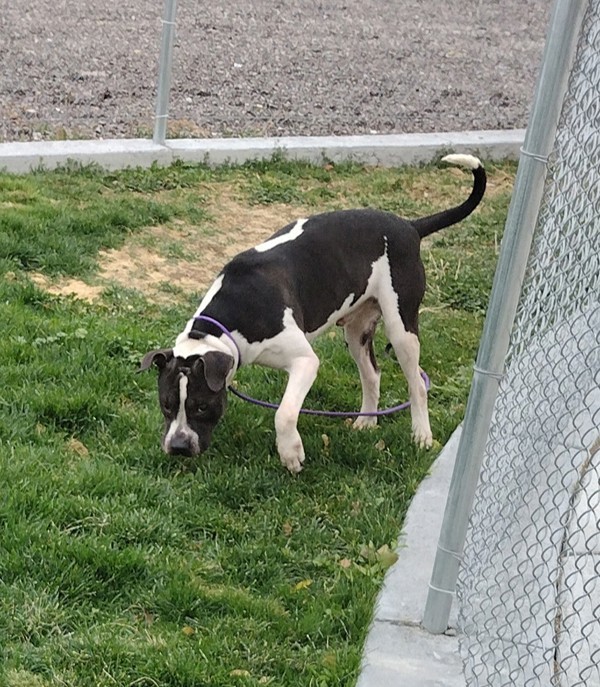 Bubba 42943, an adoptable Pit Bull Terrier, American Bulldog in Pocatello, ID, 83205 | Photo Image 5