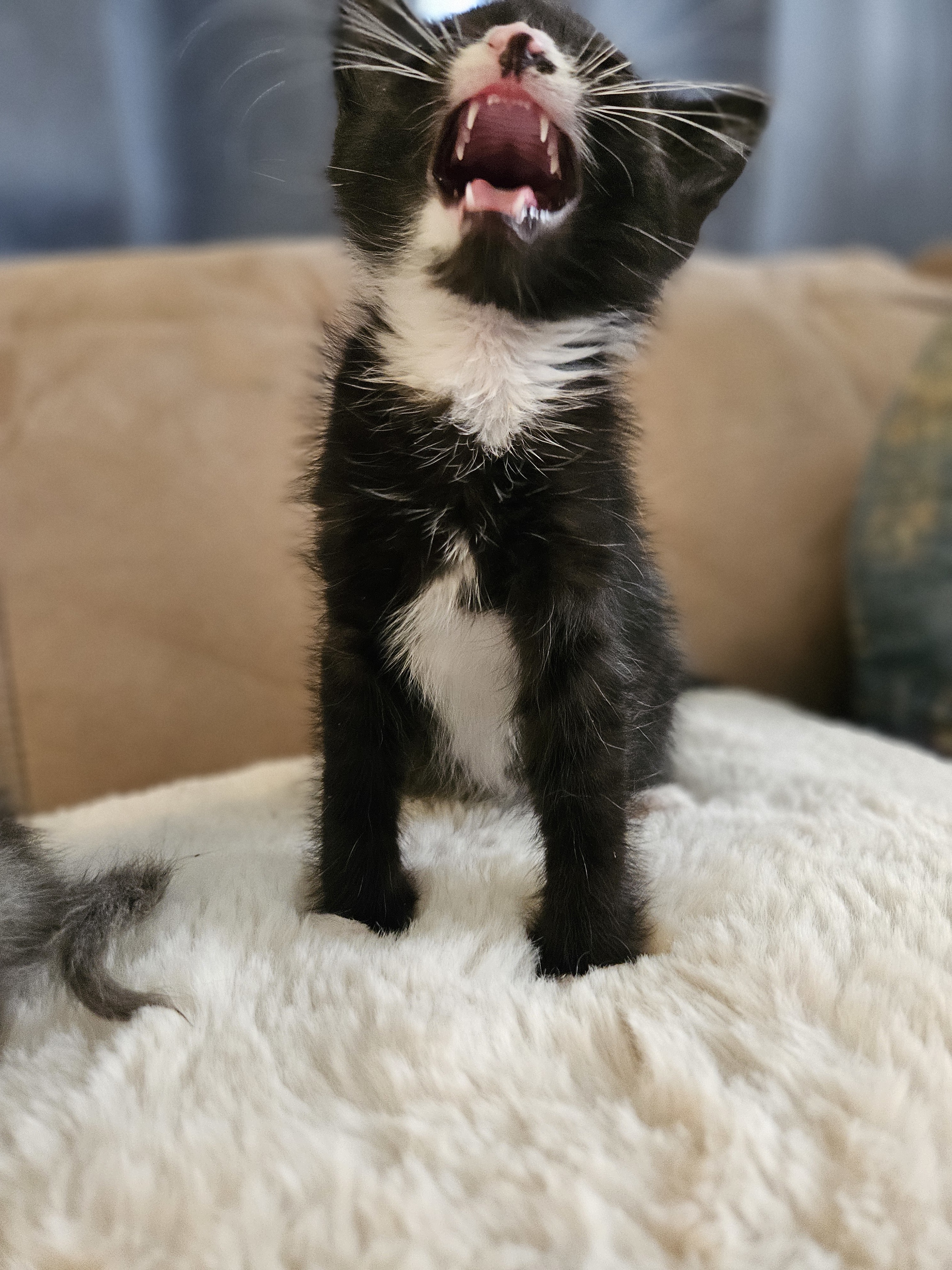 Archie, an adoptable Domestic Long Hair in Twin Falls, ID, 83301 | Photo Image 2