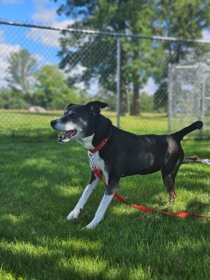 Daisy, an adoptable Mixed Breed in Pequot Lakes, MN, 56472 | Photo Image 1