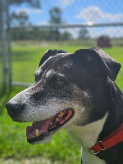 Daisy, an adoptable Mixed Breed in Pequot Lakes, MN, 56472 | Photo Image 2