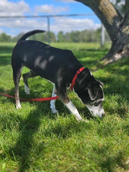 Daisy, an adoptable Mixed Breed in Pequot Lakes, MN, 56472 | Photo Image 3