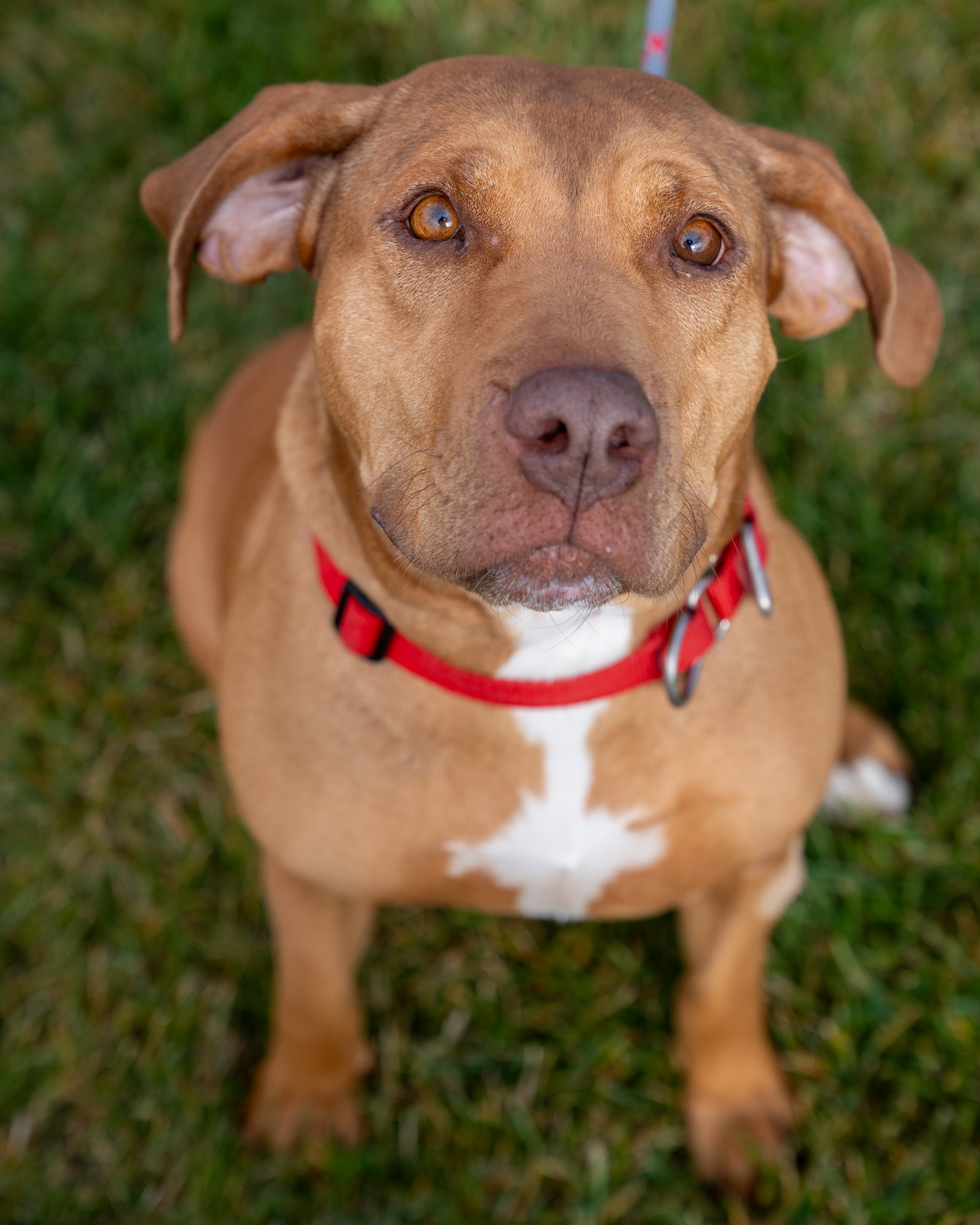 Kushelle (Kush), an adoptable Labrador Retriever, Mixed Breed in Pequot Lakes, MN, 56472 | Photo Image 1