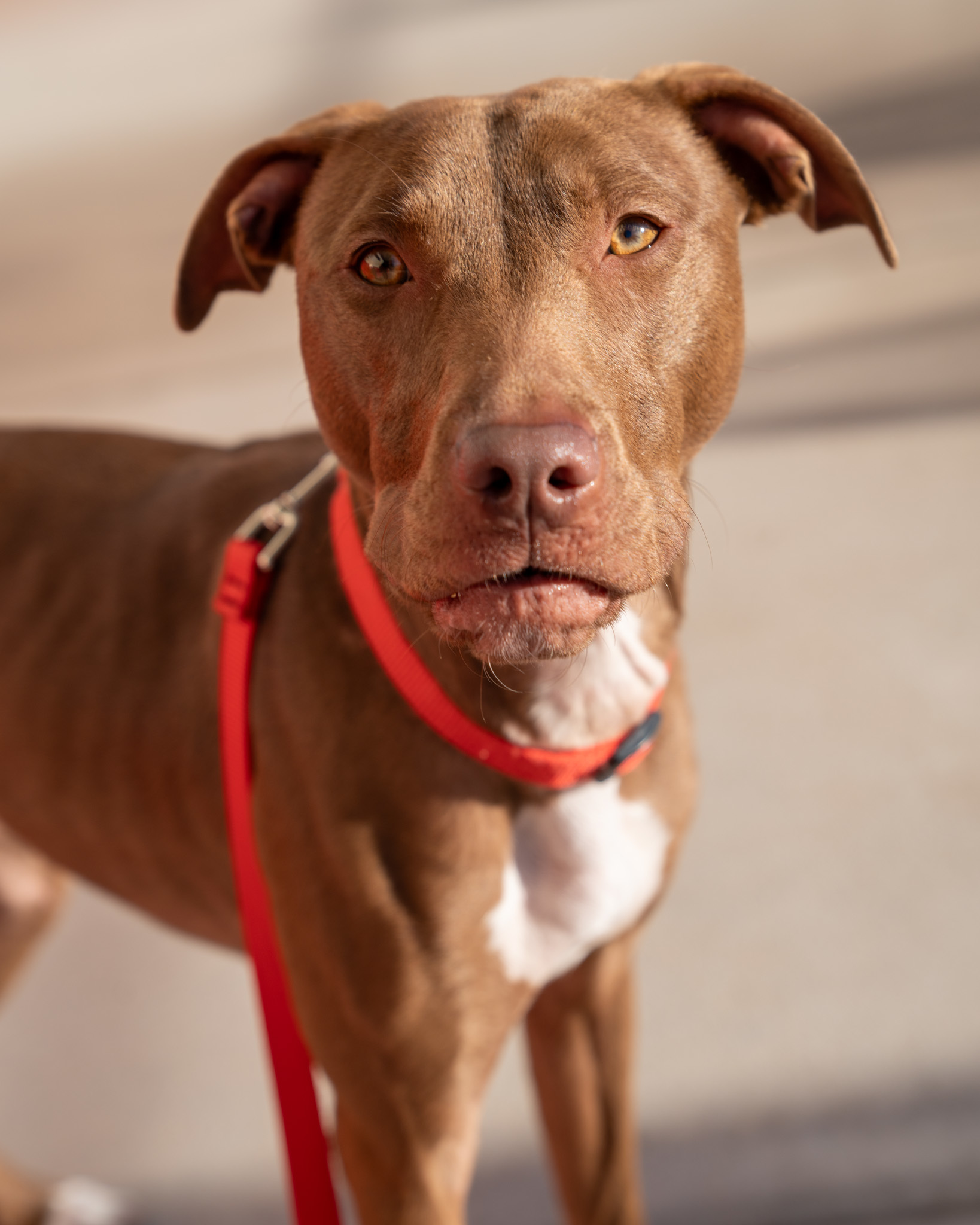 Nessa (Gracie-Lee), an adoptable Pit Bull Terrier, Mixed Breed in Pequot Lakes, MN, 56472 | Photo Image 1