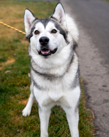 Charlie, an adoptable Siberian Husky, Mixed Breed in Pequot Lakes, MN, 56472 | Photo Image 1