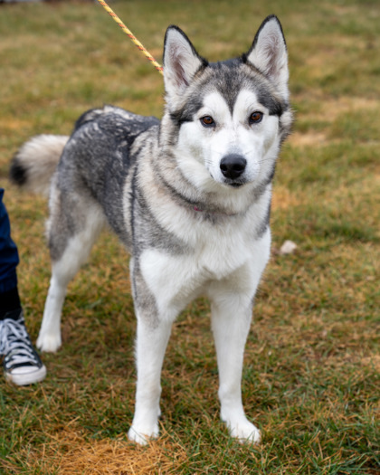 Charlie, an adoptable Siberian Husky, Mixed Breed in Pequot Lakes, MN, 56472 | Photo Image 2