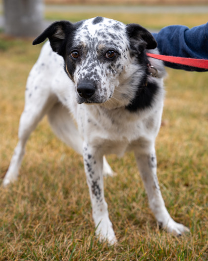 Tucker, an adoptable Australian Cattle Dog / Blue Heeler, Mixed Breed in Pequot Lakes, MN, 56472 | Photo Image 1