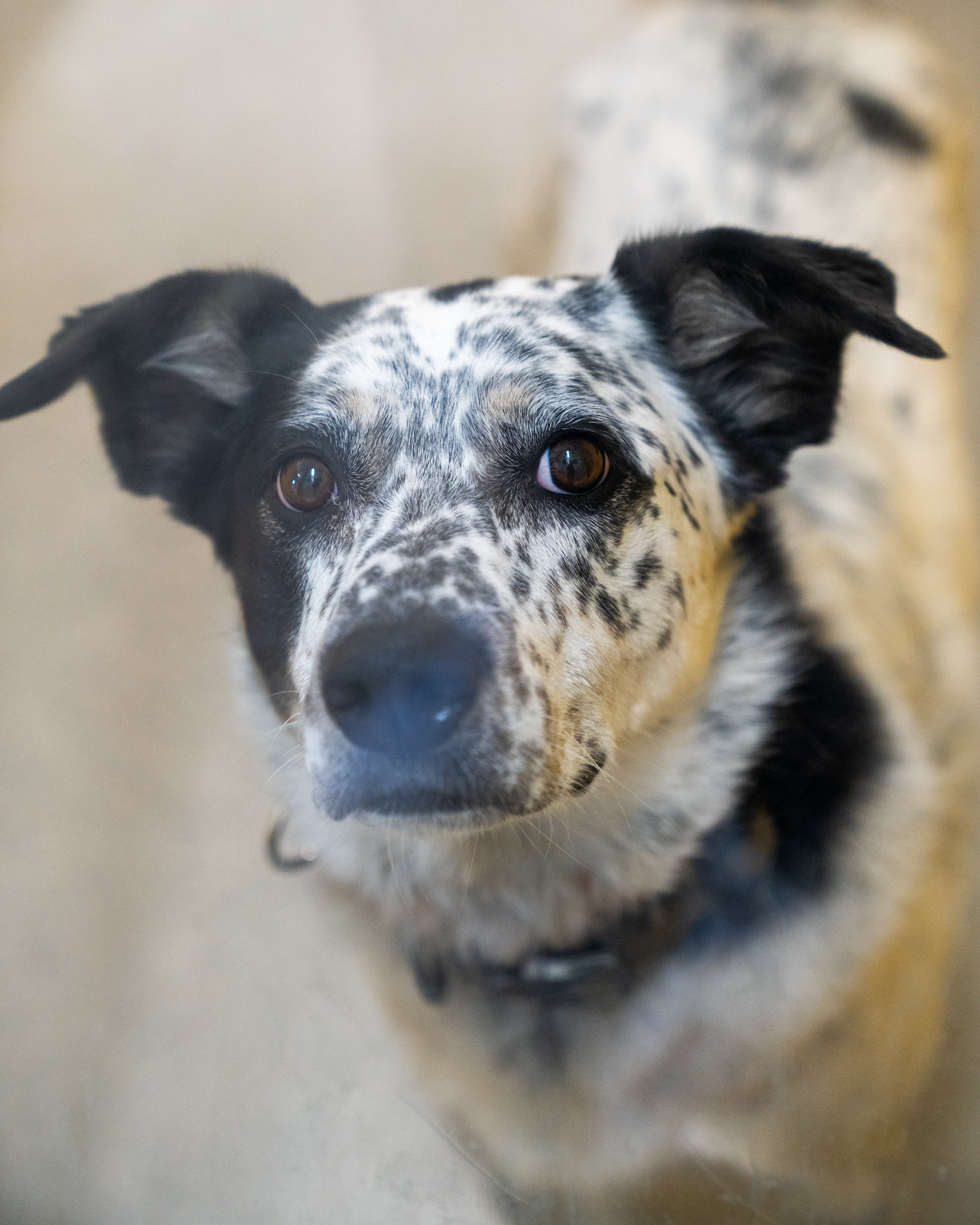 Tucker, an adoptable Australian Cattle Dog / Blue Heeler, Mixed Breed in Pequot Lakes, MN, 56472 | Photo Image 2