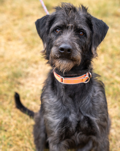 Tiny, an adoptable Standard Poodle, Labrador Retriever in Pequot Lakes, MN, 56472 | Photo Image 1