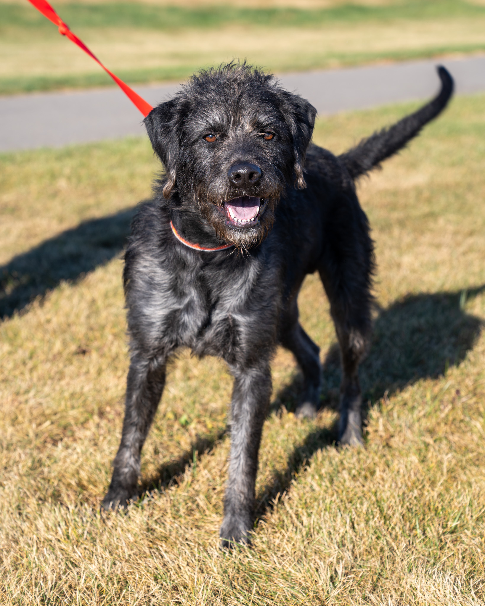 Tiny, an adoptable Standard Poodle, Labrador Retriever in Pequot Lakes, MN, 56472 | Photo Image 2