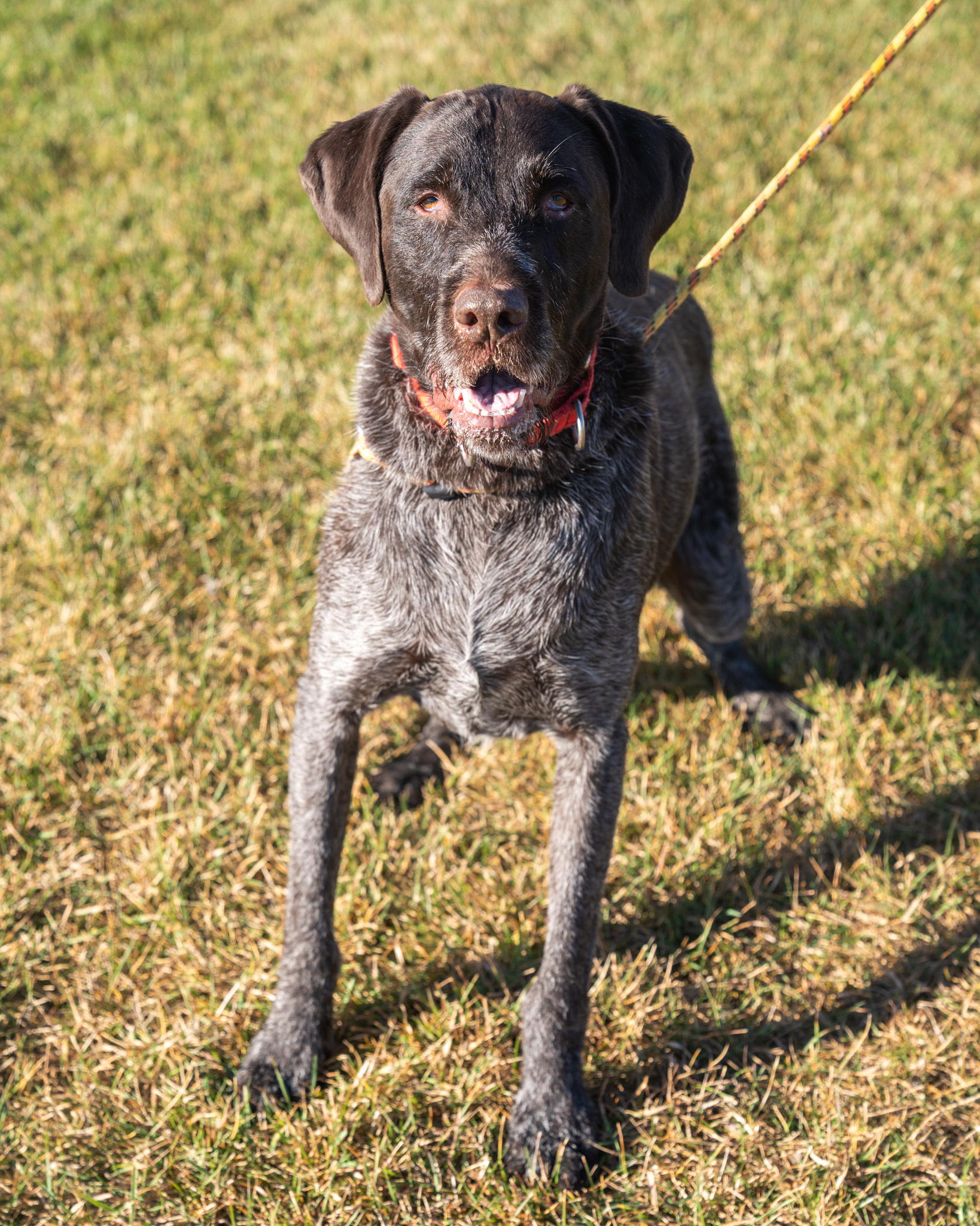 Henry, an adoptable Wirehaired Pointing Griffon, Mixed Breed in Pequot Lakes, MN, 56472 | Photo Image 1