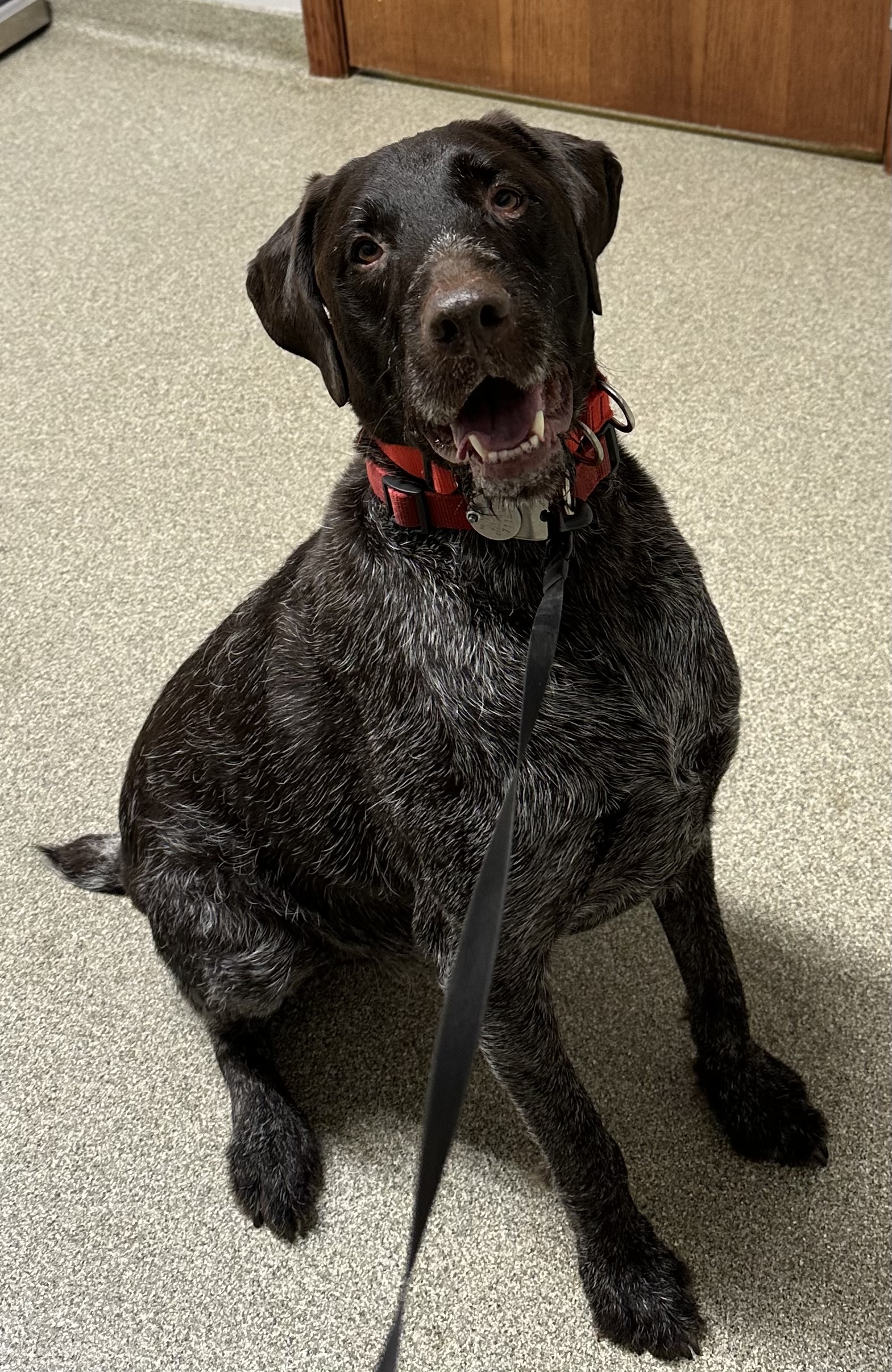 Henry, an adoptable Wirehaired Pointing Griffon, Mixed Breed in Pequot Lakes, MN, 56472 | Photo Image 2