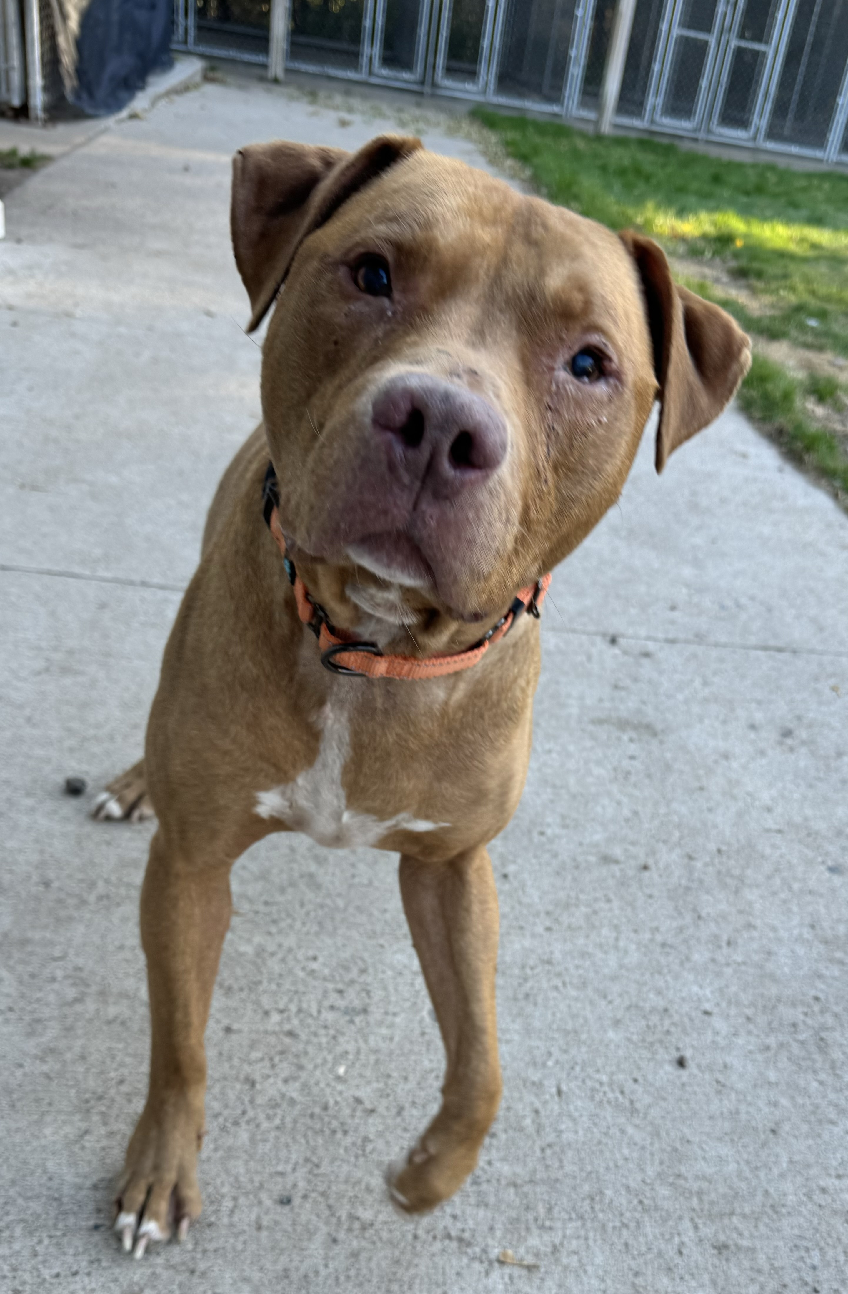 Herman, an adoptable Mixed Breed in Rhinelander, WI, 54501 | Photo Image 1