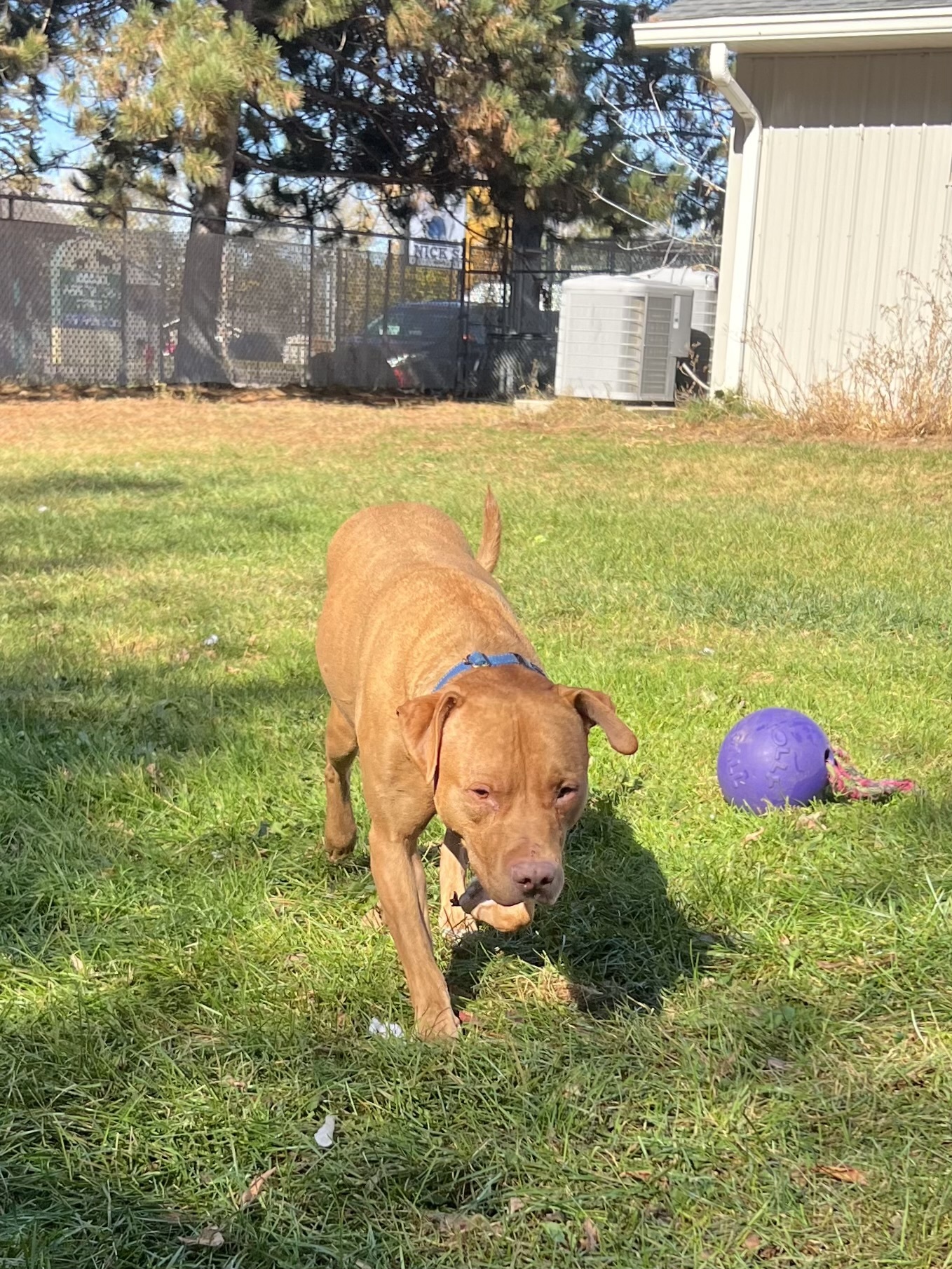 Herman, an adoptable Mixed Breed in Rhinelander, WI, 54501 | Photo Image 2