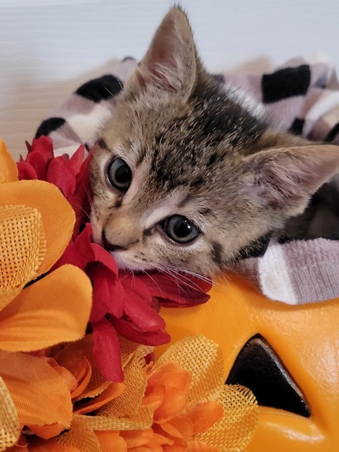 Phoenix (Spooky Season Kittens)