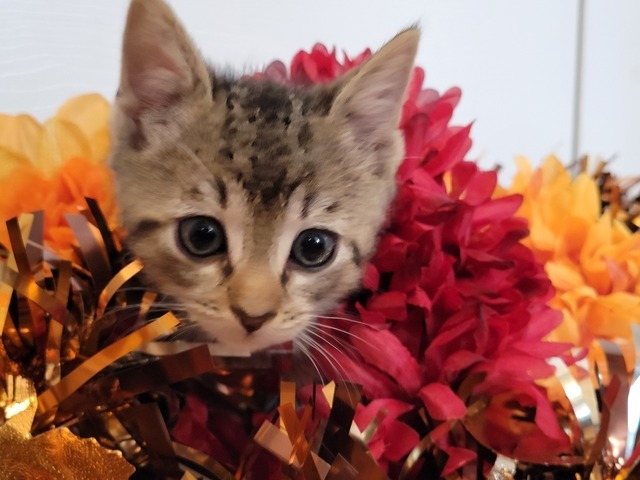 Phoenix (Spooky Season Kittens)