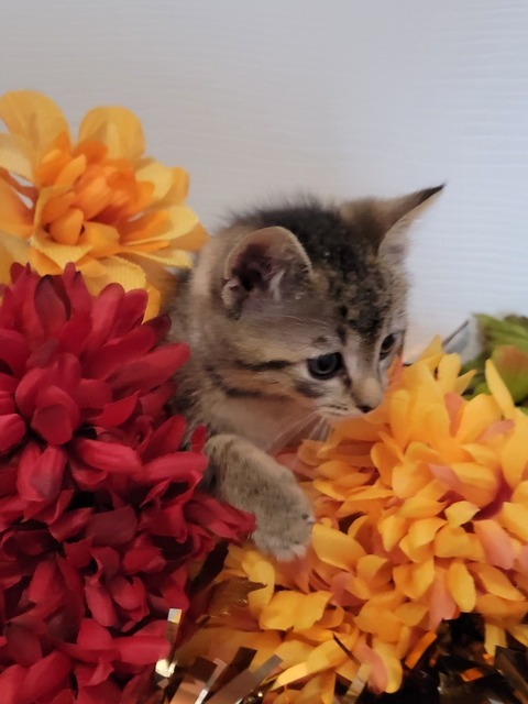 Phoenix (Spooky Season Kittens)