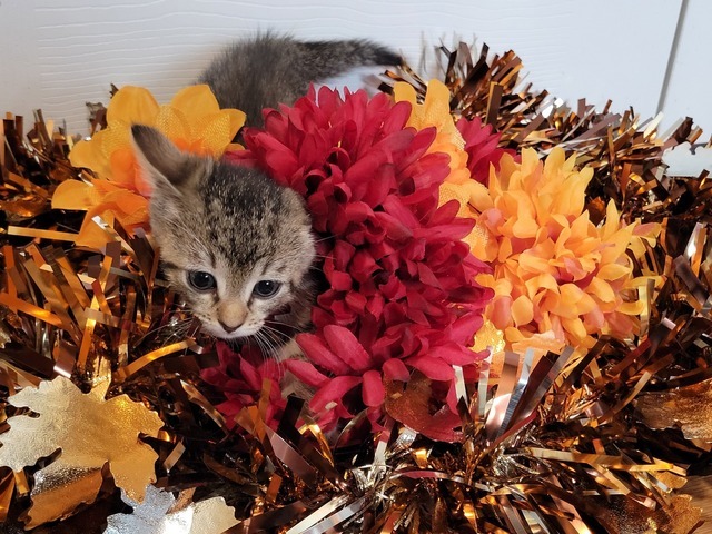 Phoenix (Spooky Season Kittens)