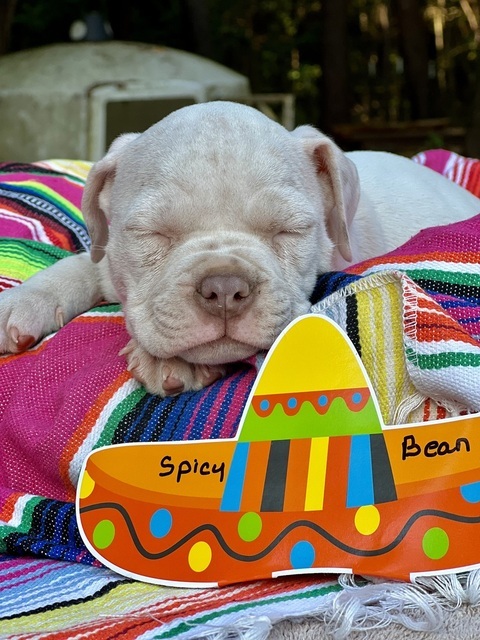 Spicy Bean (Taco Pups)