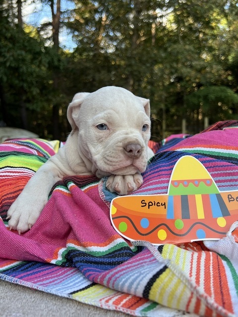 Spicy Bean (Taco Pups)