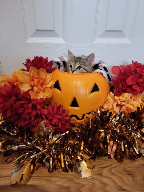 Candy (Spooky Season Kittens)